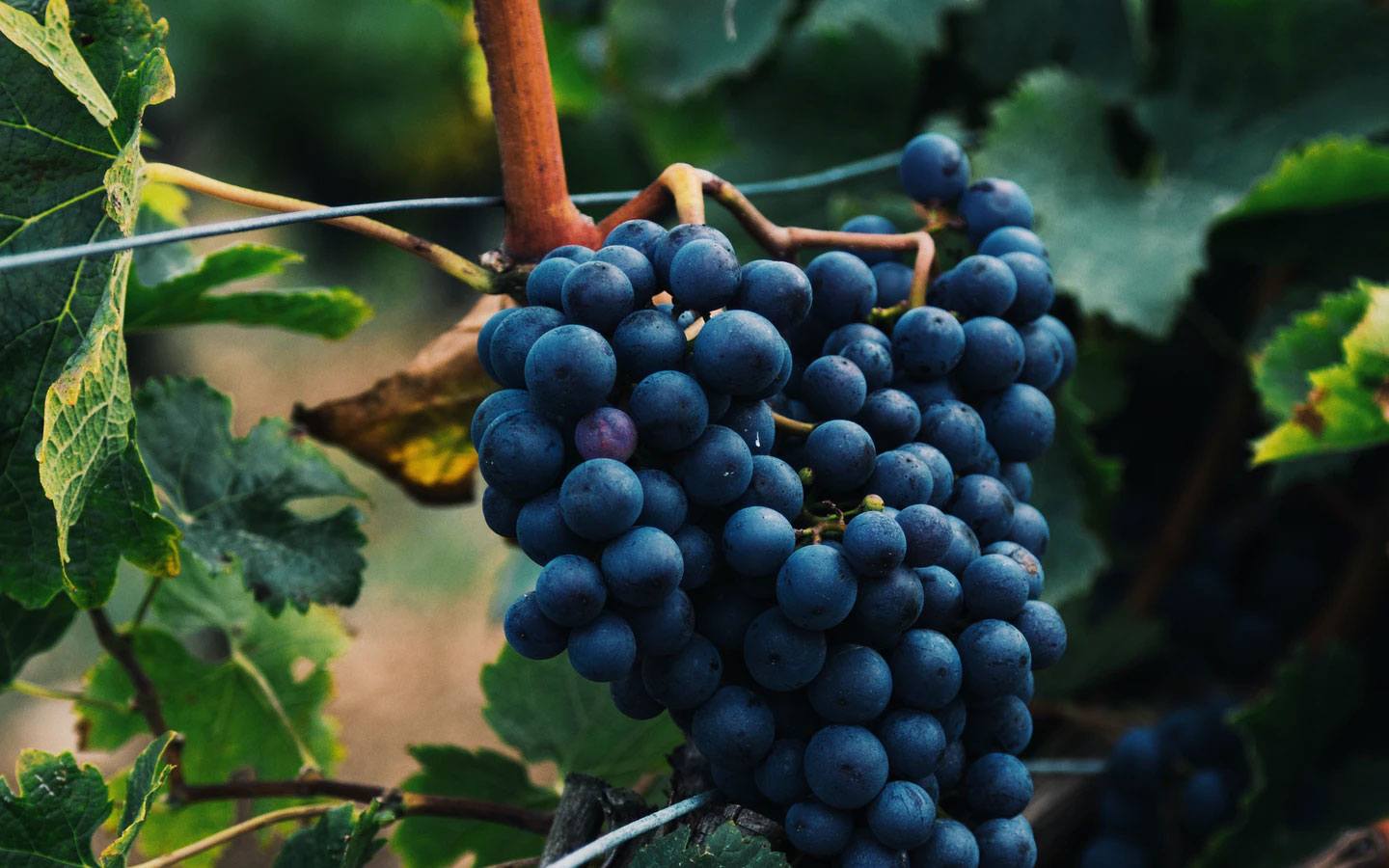 TANIN – TANNIN LÀ GÌ?